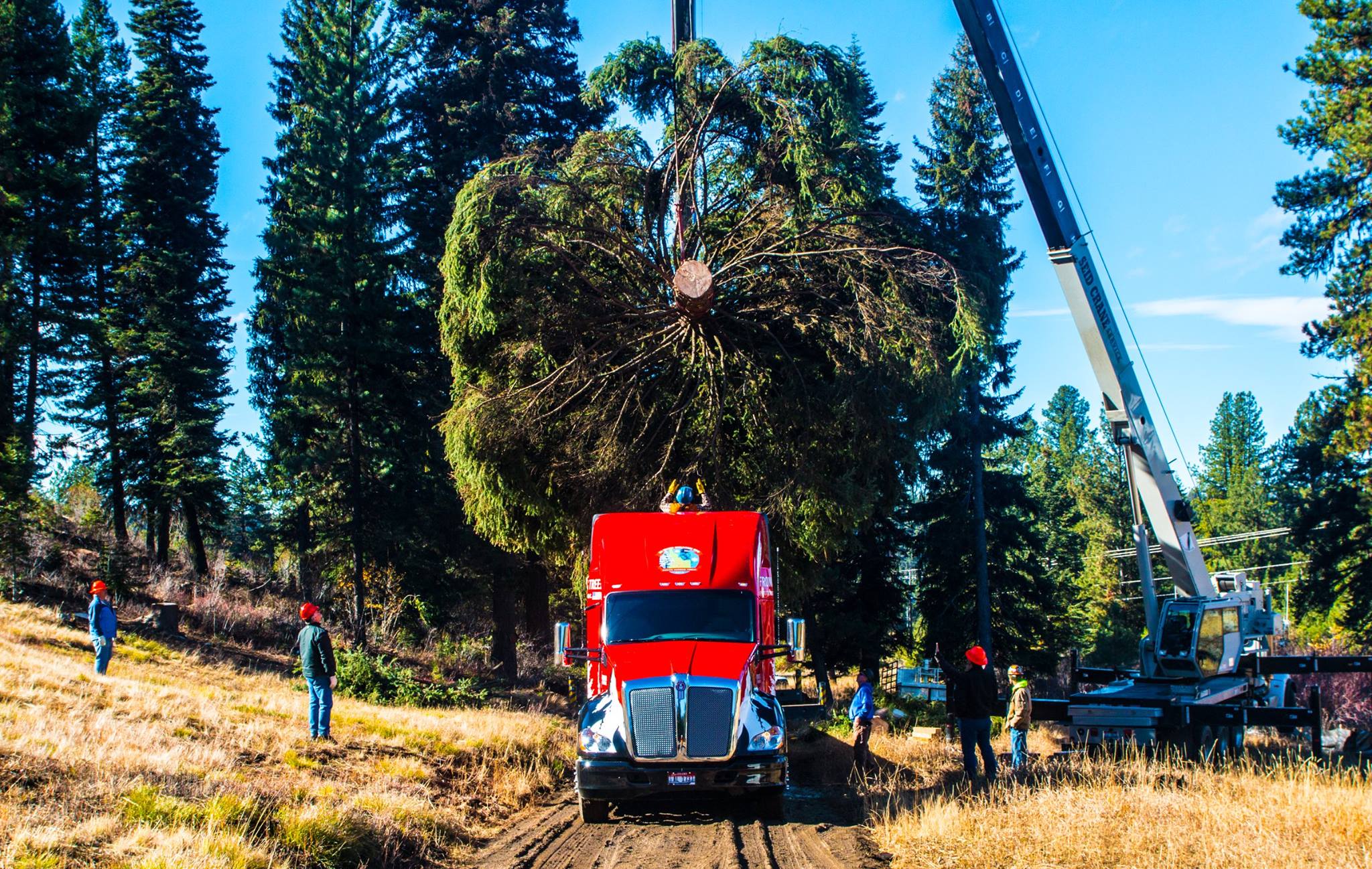 U.S. Capitol Christmas Tree Harvesting
